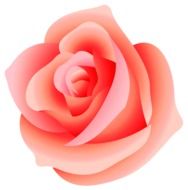 Elegant pink rose clipart