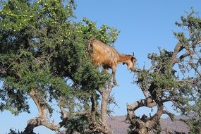 Morocco Goat