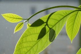 Leaves of mango plant
