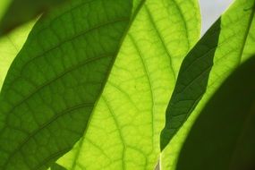 green mango leaves