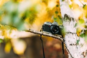 vintage camera on the tree