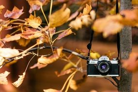 vintage camera hanging on the tree