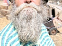 grey beard