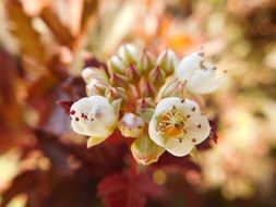 closeup of a blooming tree