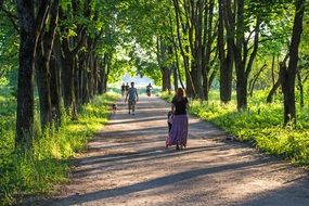 tree alley in the park