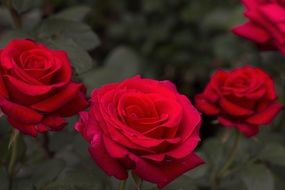 Red romantic rose flowers