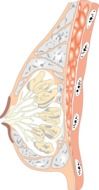 Breast Anatomy drawing