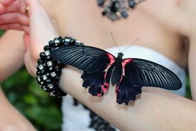 Black butterfly on hand