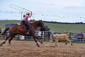 horse rider near calf