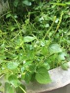 green bush of a peperomia