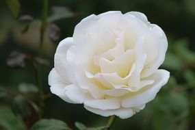 white rose on a background of green plants