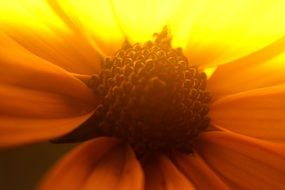 macro photo of yellow spring flower