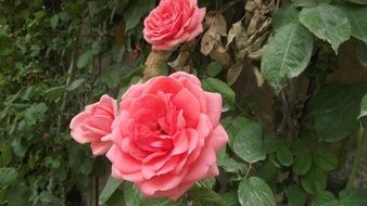pink rose bloom in the garden