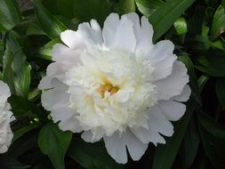 white fluffy Peonies Blooming in garden