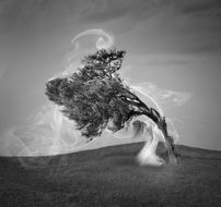 woman as Smoke around tree, digital fantasy