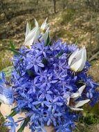 blue and white fragrant flower in the garden