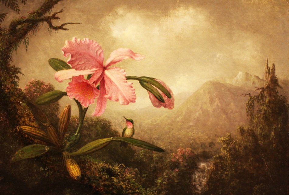Hummingbirds Lily Flower Nature