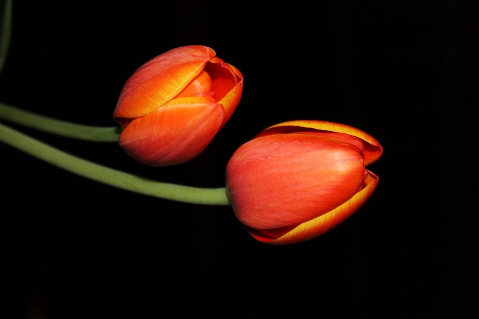 Tulips Night Flower Floral