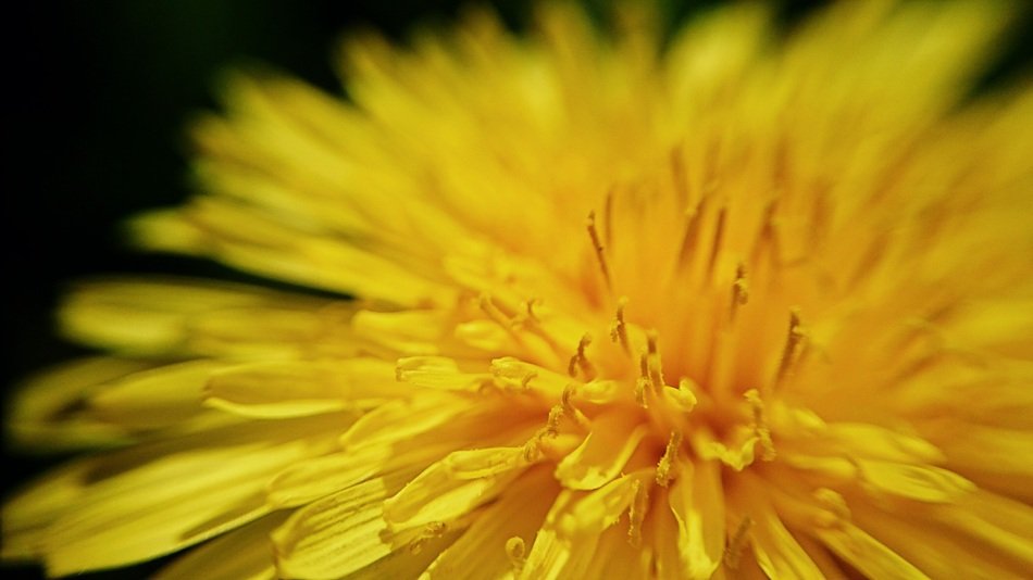 Dandelion Leipzig Macro Close