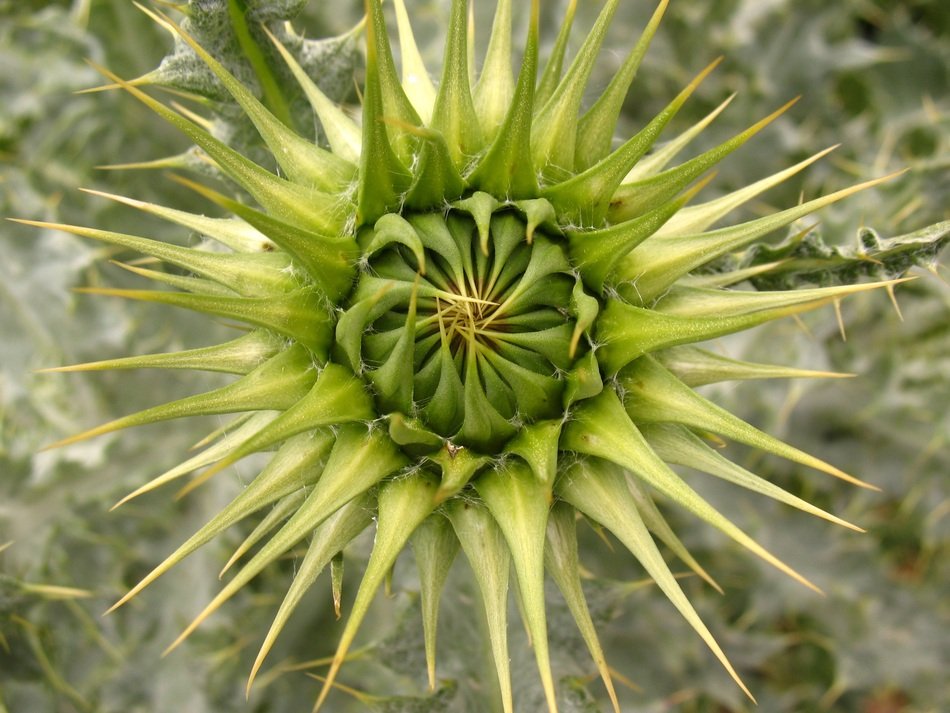Plant Close Plants Thistle