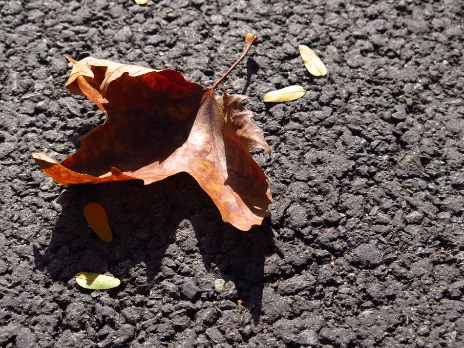 Leaf Autumn Fall Autumn Leaves