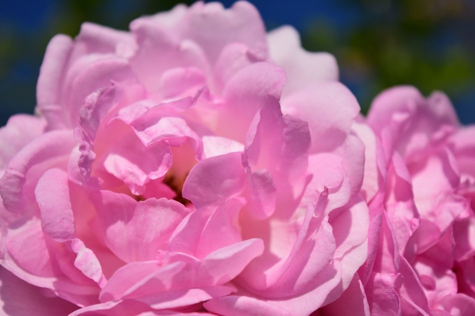 Pink Rose Pink Rose Flower