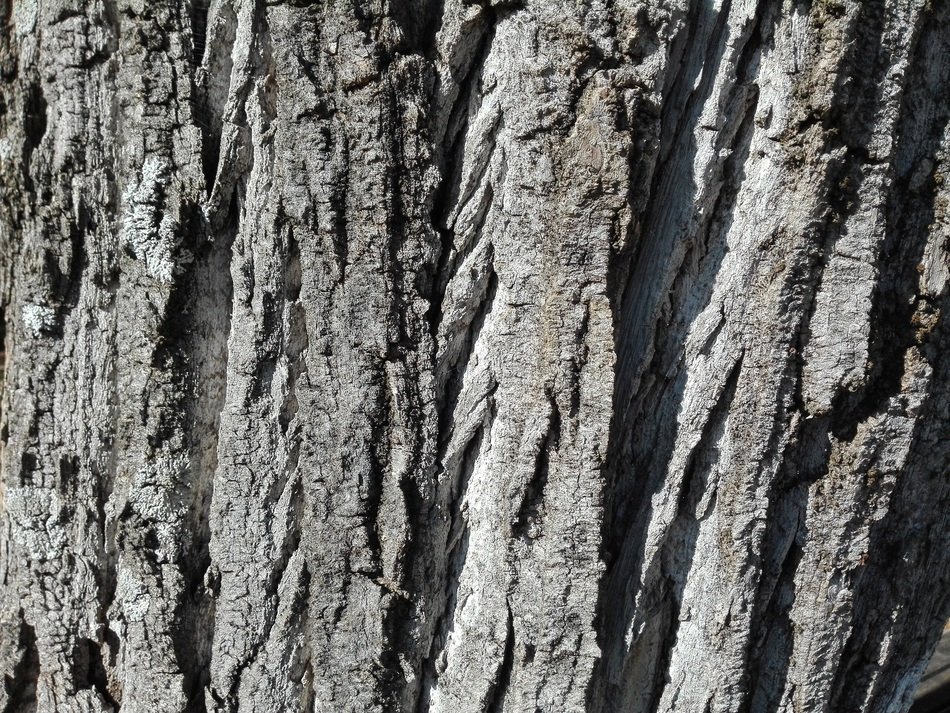 Tree Wood Bark Trunk Plant