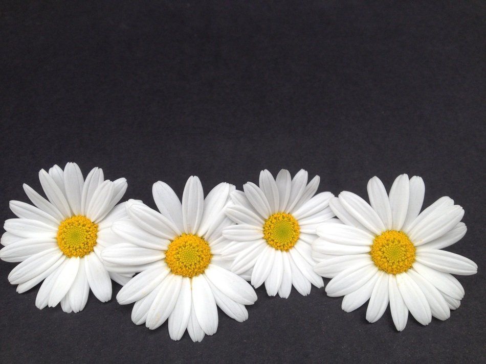 Marguerite Background Decor Art