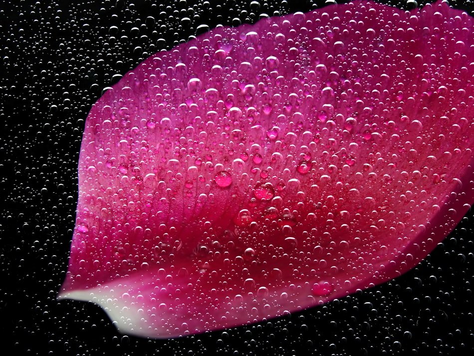 background with wet flower petal