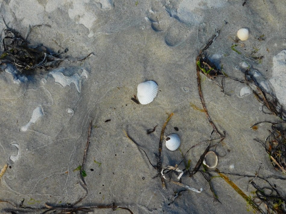 Beach Shells Sand Arute Surface