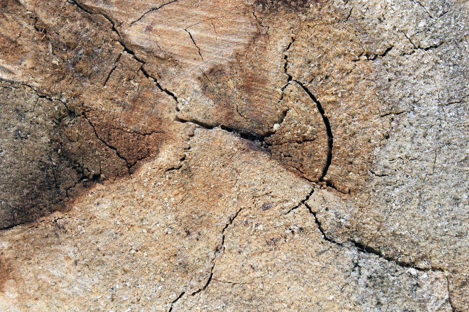 Background Stump Wood Ring