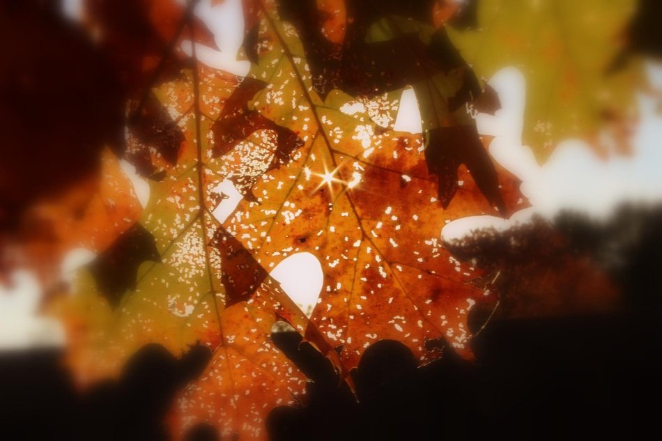 Leaf Fall Autumn