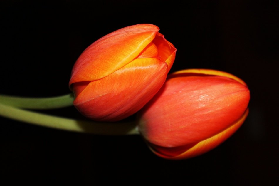 red tulips on the black background