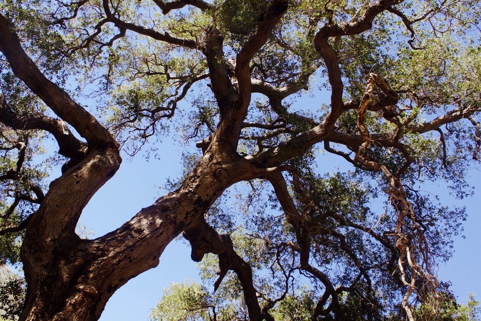 perennial tree in the forest