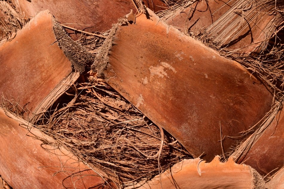 Palm Palm Trunk Log Close