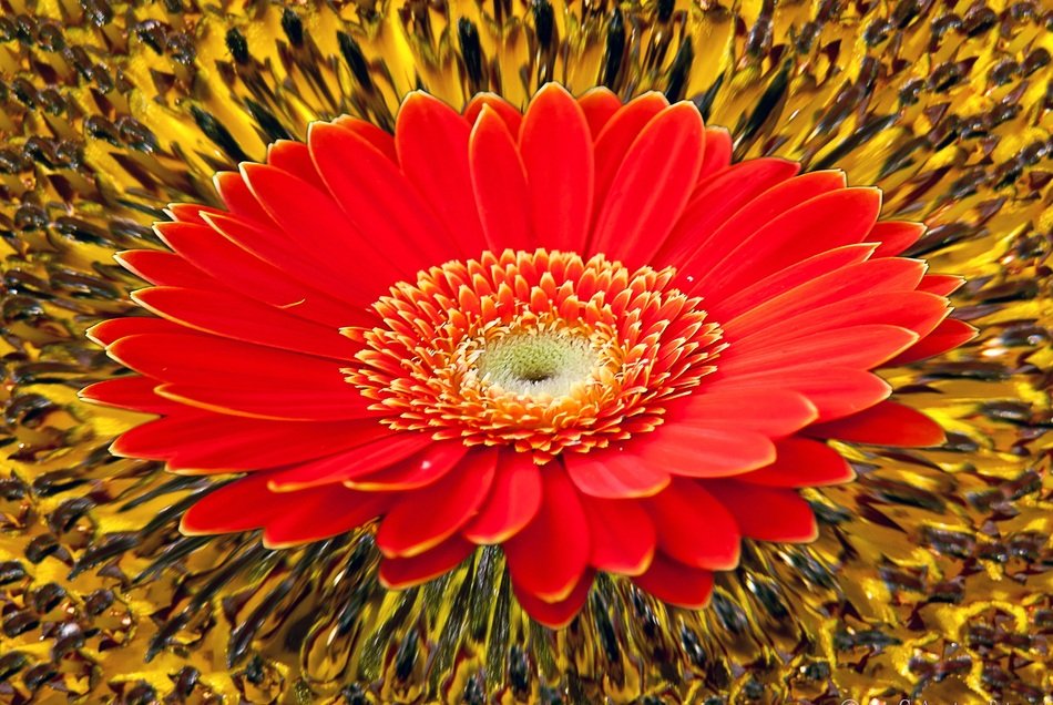 Gerbera Sunflower Background