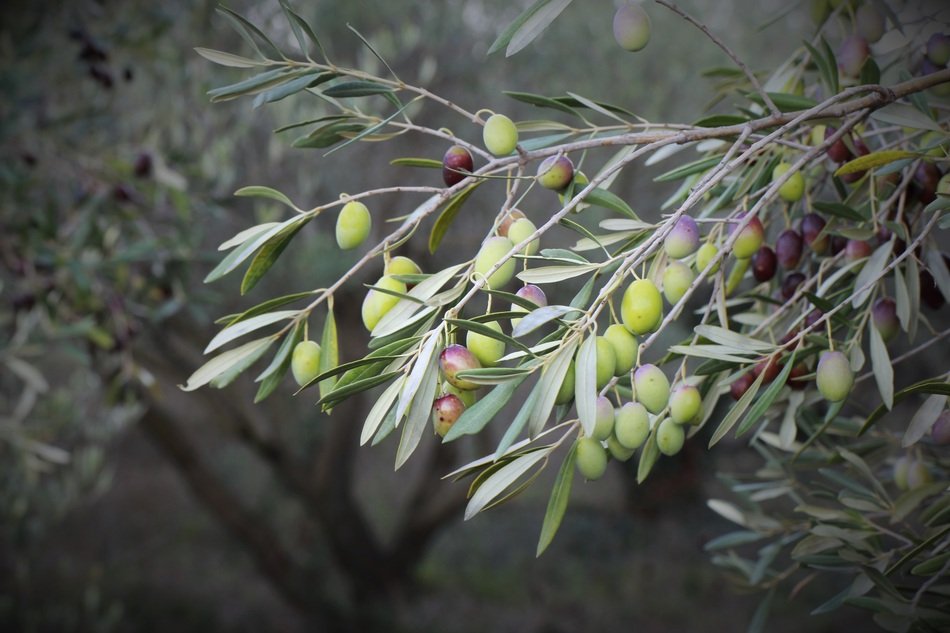 Olive Olive Trees Orchard Tree