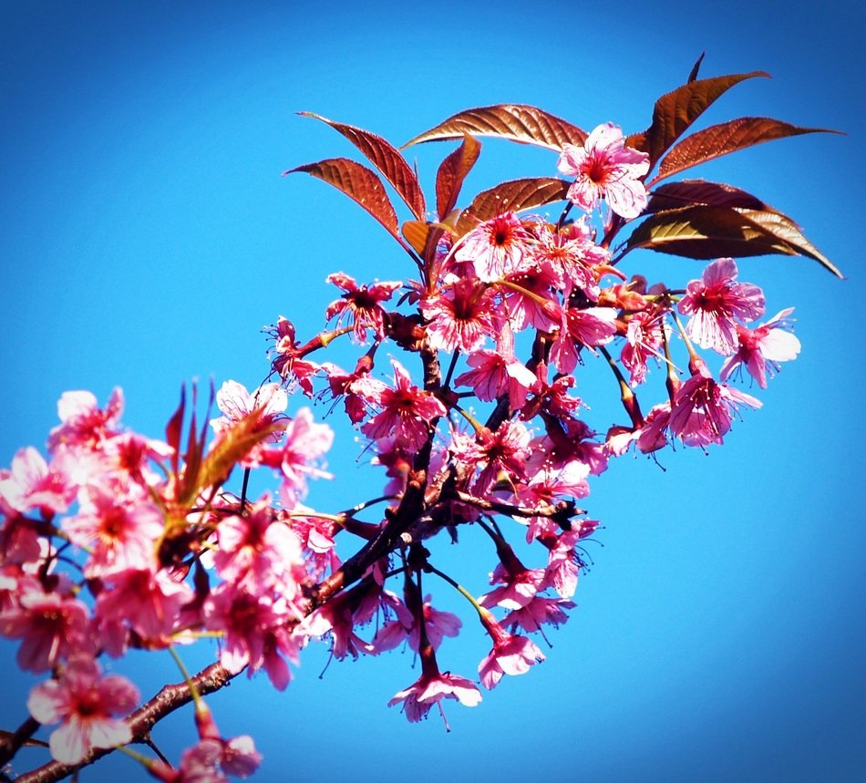 Prunus Cerasoides