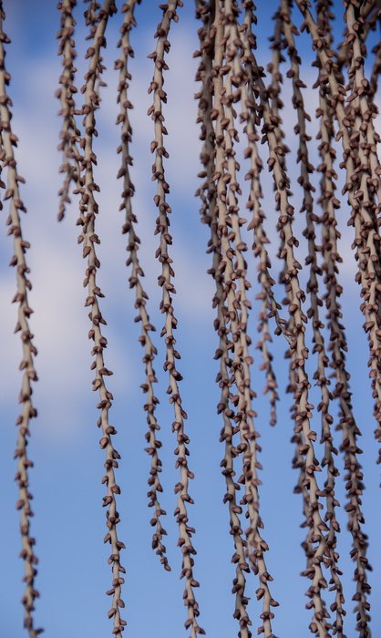 Palm Seeds Fruit Bangalow Palm