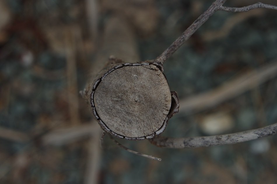 Trunk Wood Texture Thicket