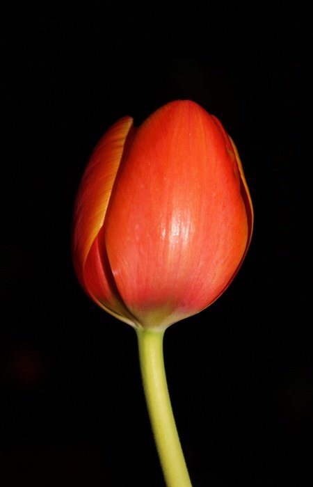Tulip Night Flower Floral Flower