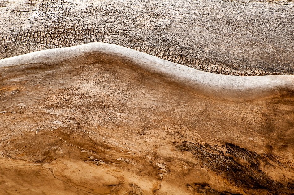 Tree Trunk Wood Texture