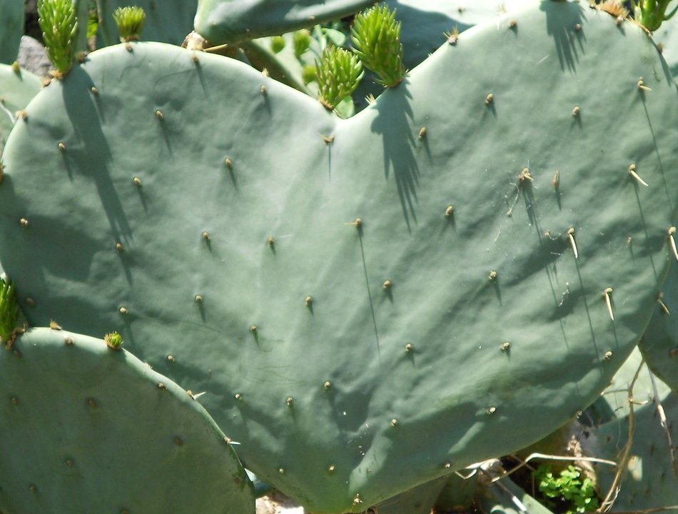 Cactus Flowers Heart Love