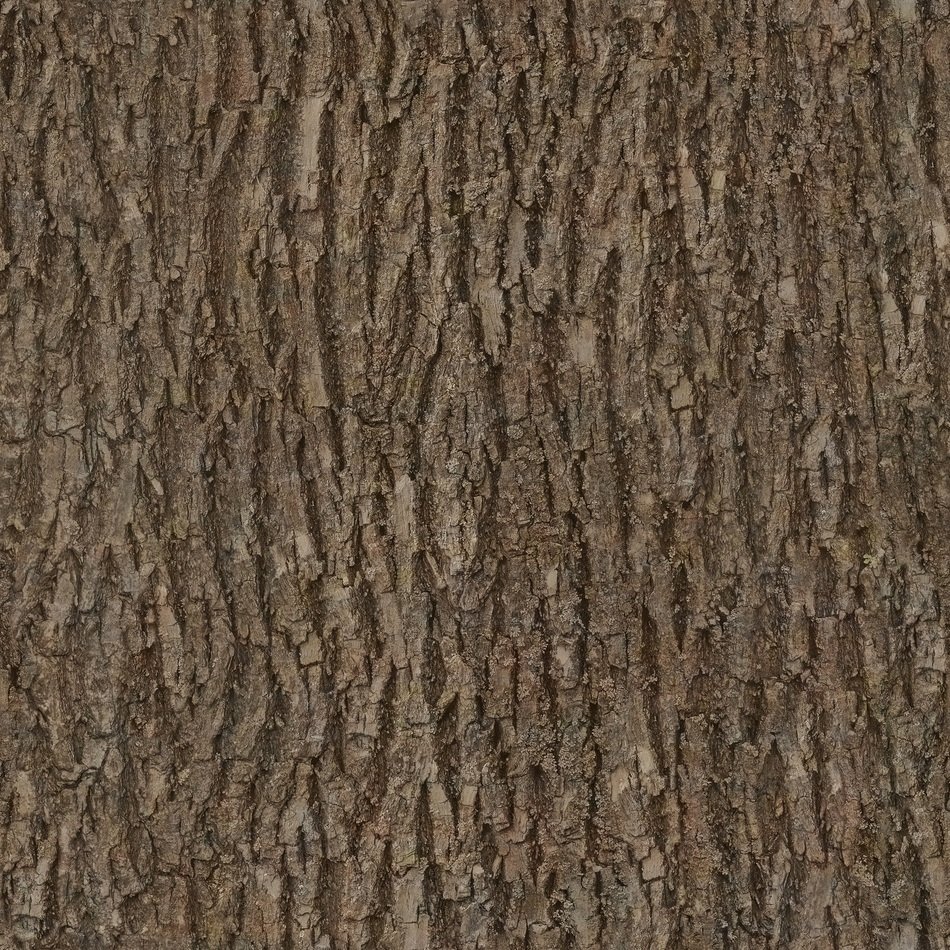 Bark Wood Tree Seamless Texture