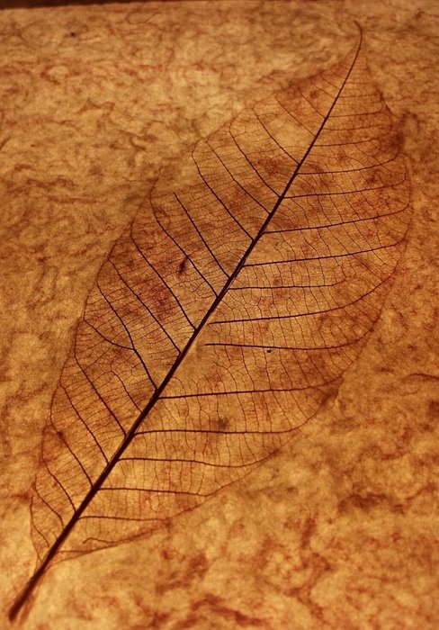 Leaf Leaf Skeleton Leaf Veins