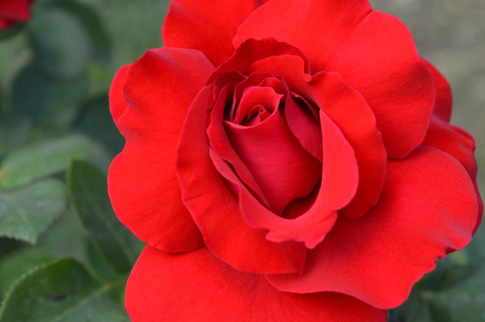 Nature Red Flower