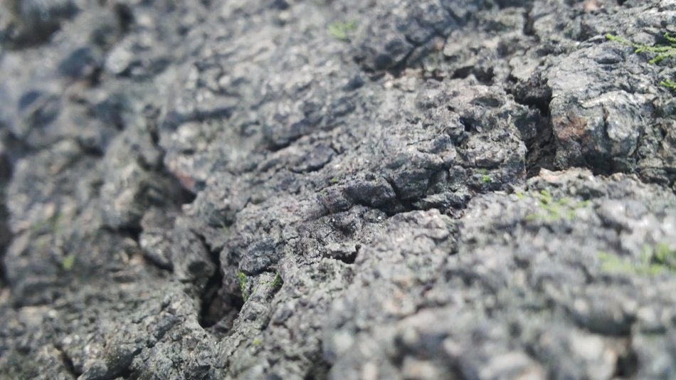 Wood Bark Mountain Tree Cracks