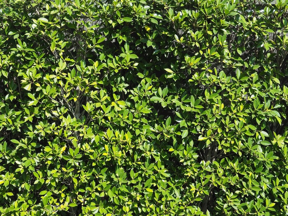 The Wall Tree Pa Background