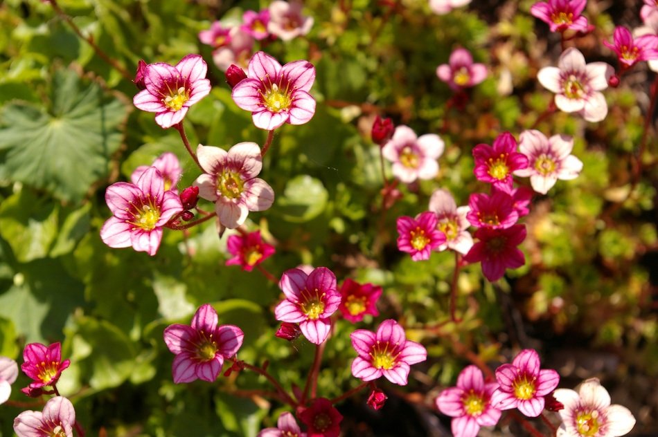 wallpaper with filigree spring flowers