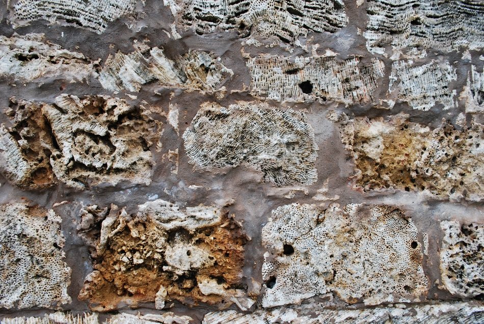 Background Wall Coral Reef